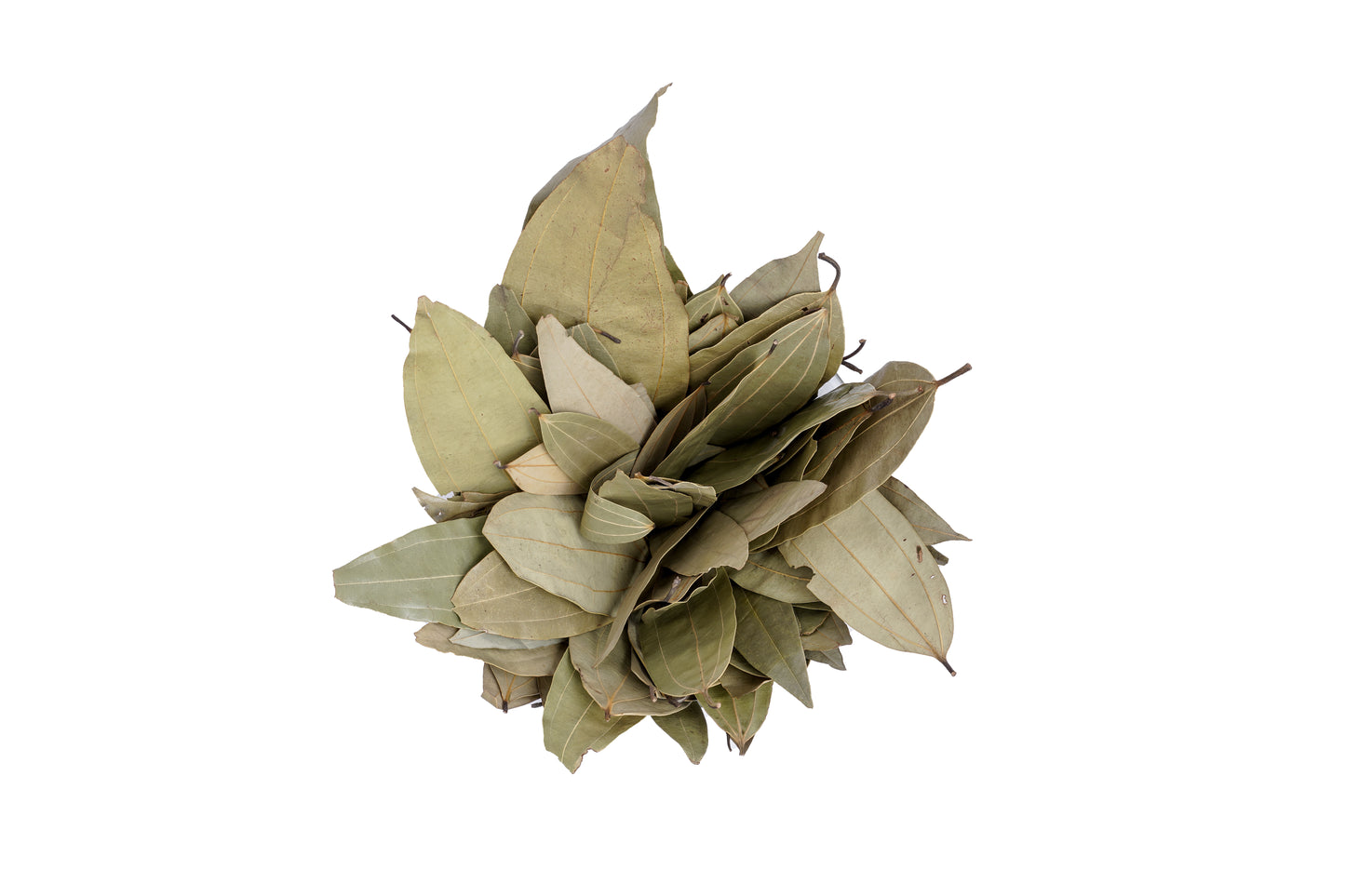 BAY LEAF